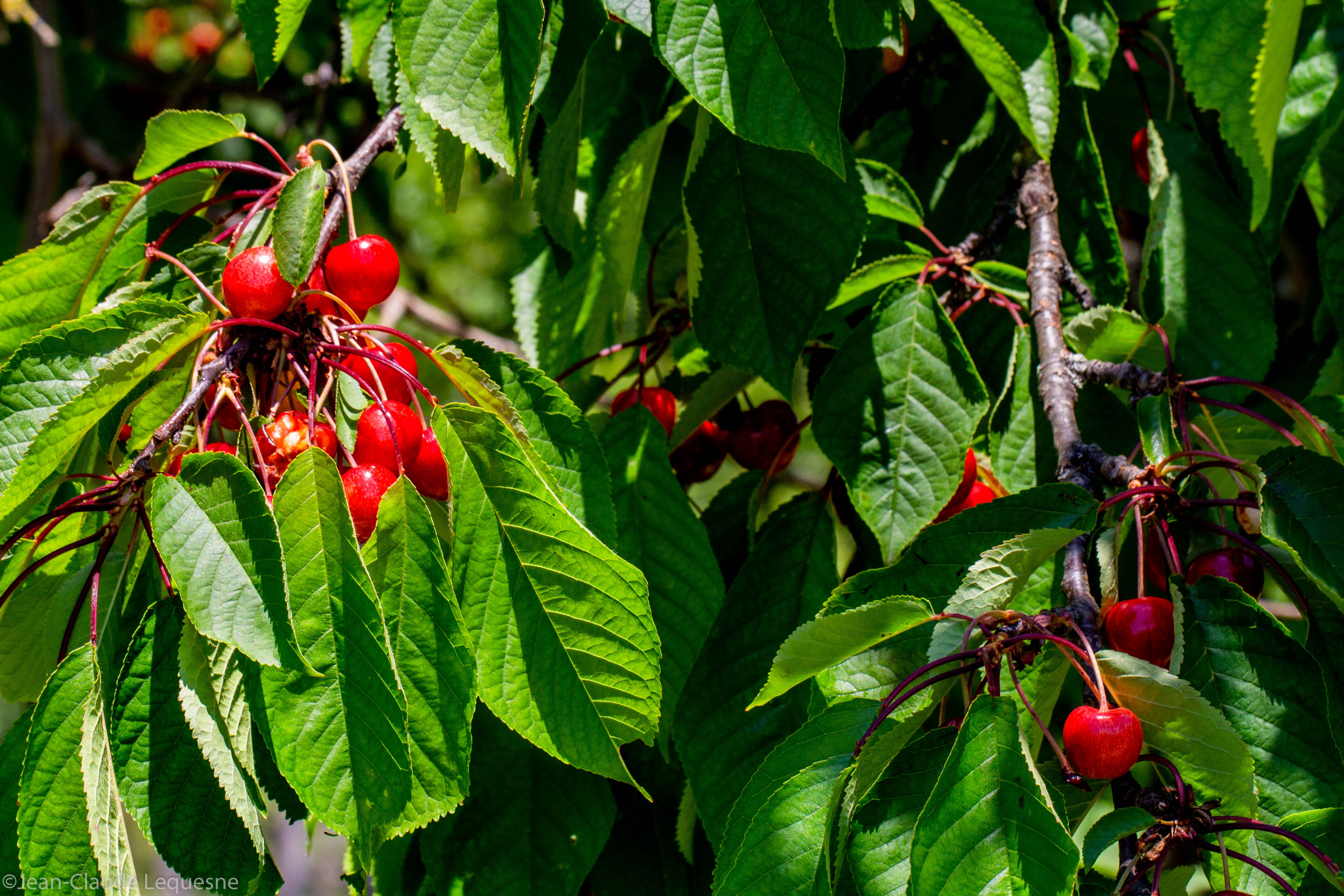 Cerise des coteaux de Marennes